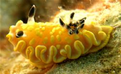 cool nudibranc, and he was zooming along, not the fastest... by Elizabeth Chase 